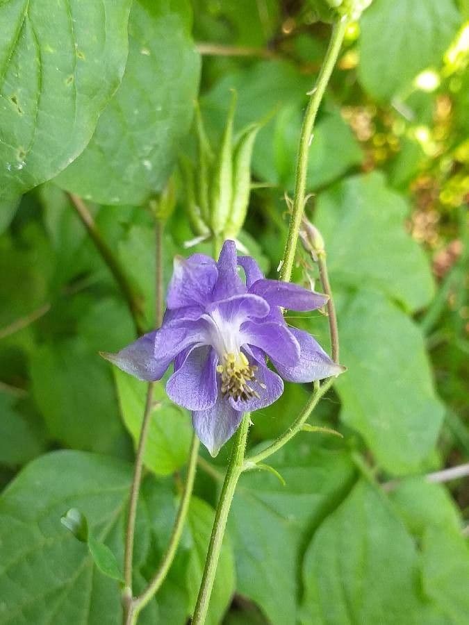 European columbine 8