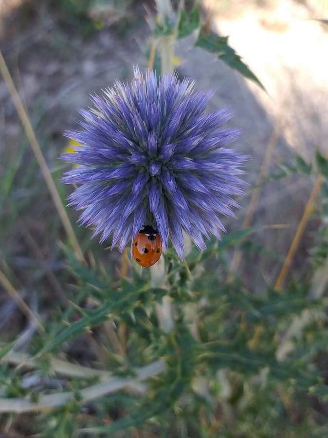 Globe thistle 7