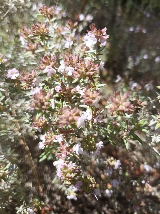 Garden thyme 29