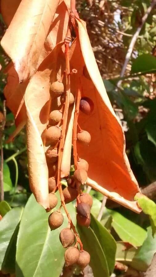 Cherry-laurel 3