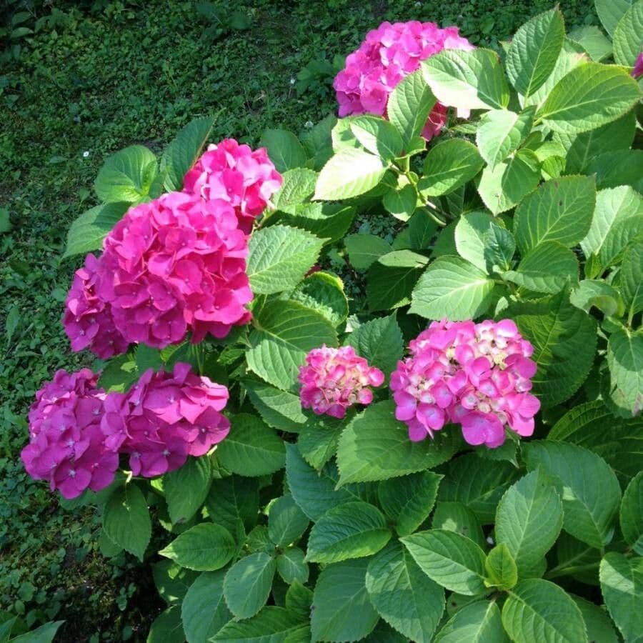Hortensia 14