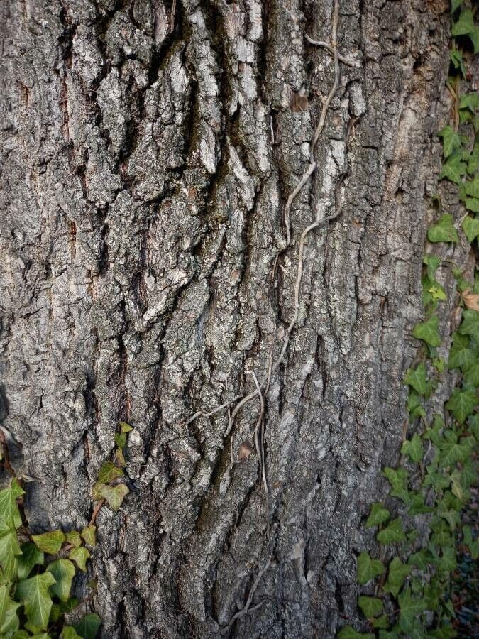 Pedunculate oak 24