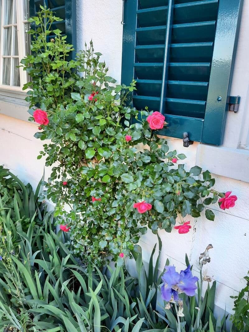 Bengal rose 12