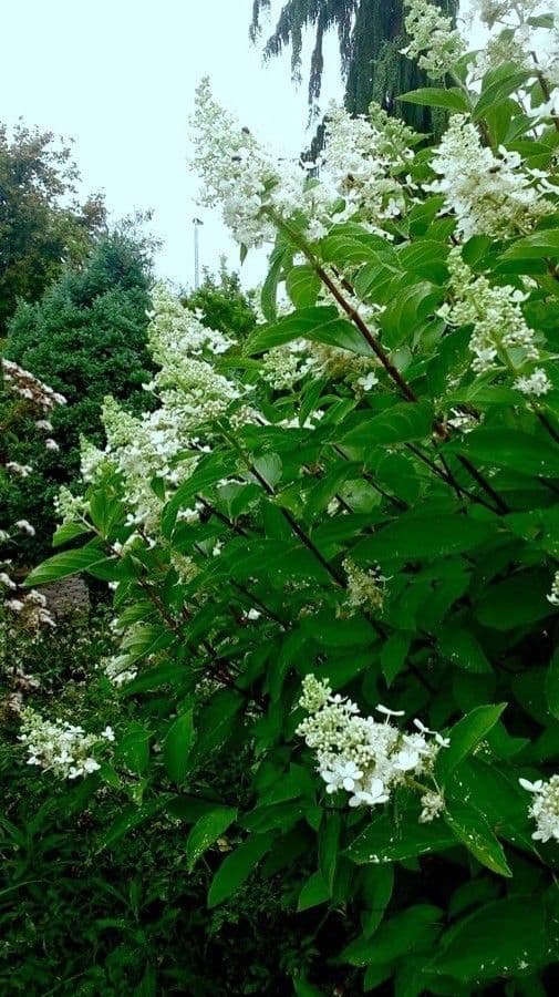 Peegee hydrangea 15