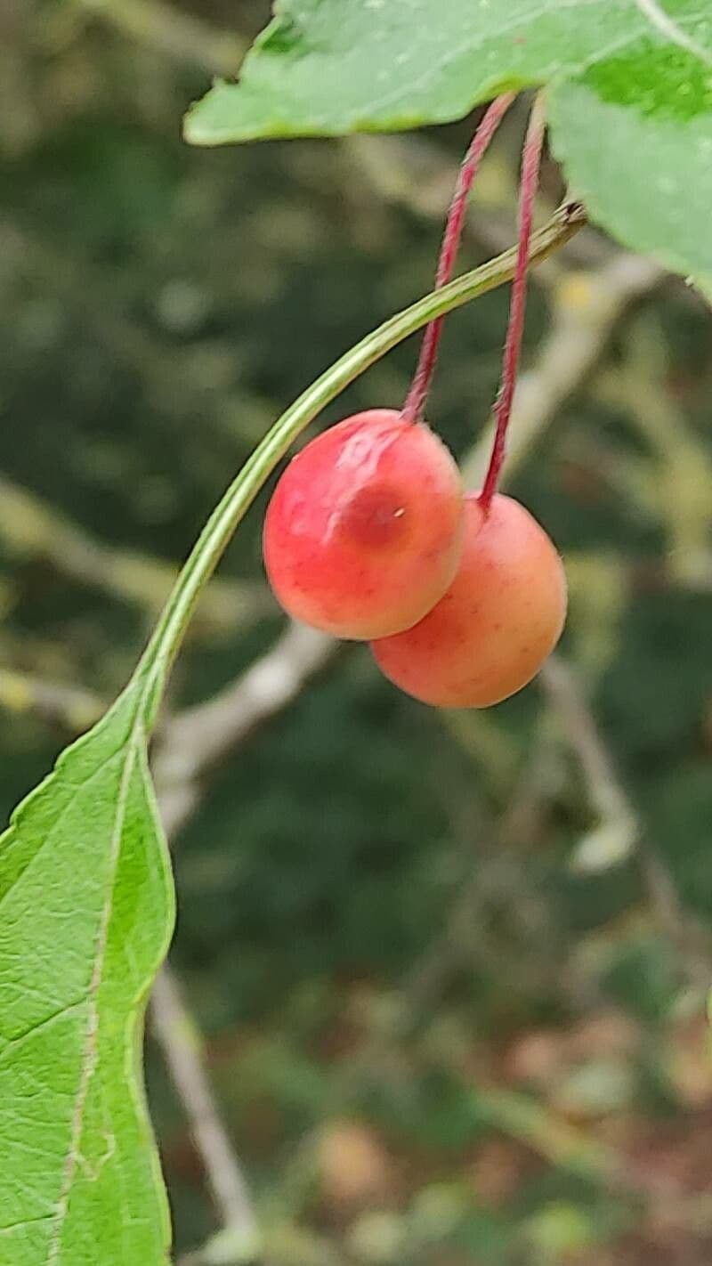 Cut-leaf crab apple 3