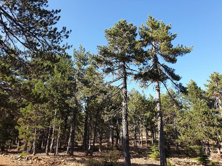 Australian pine 14