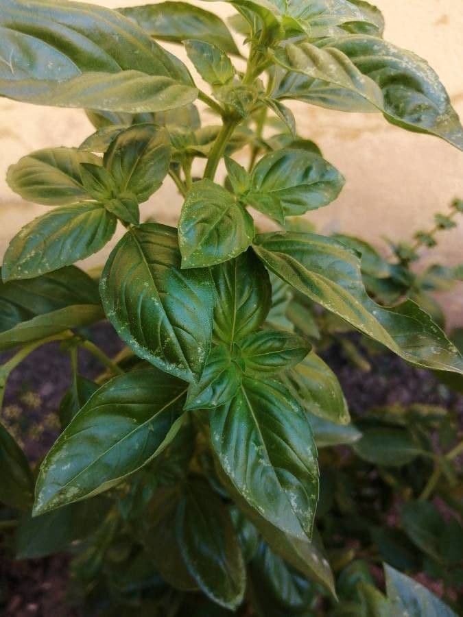 Basil 27