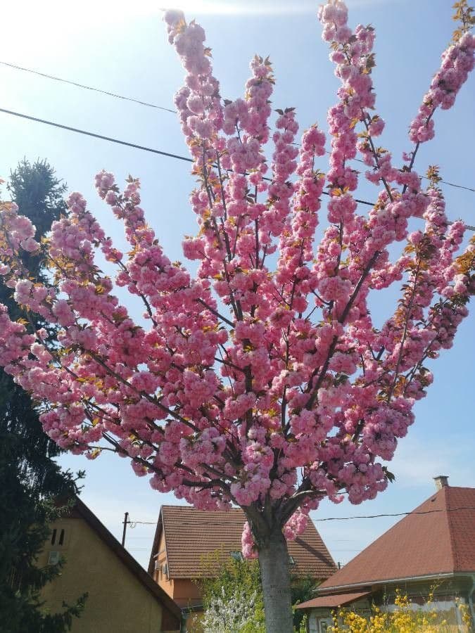 Cherry
