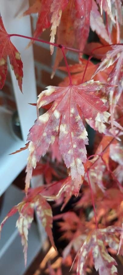 Japanese Maple 19