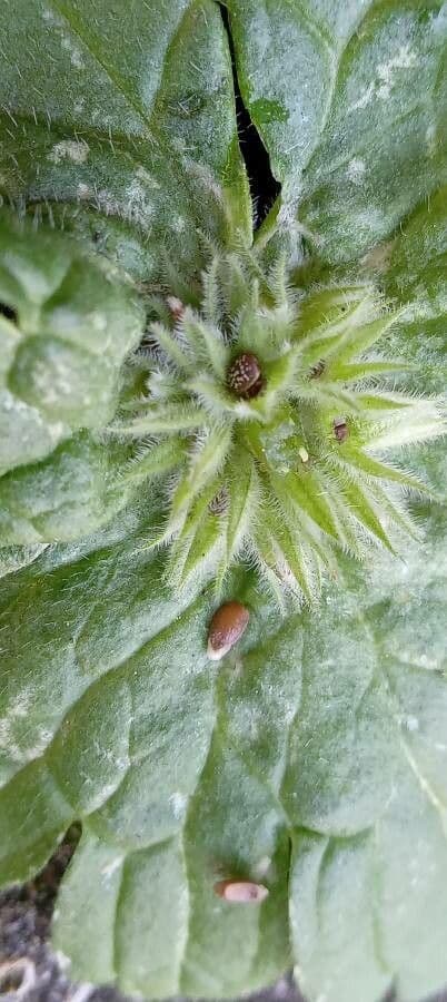 Henbit 2
