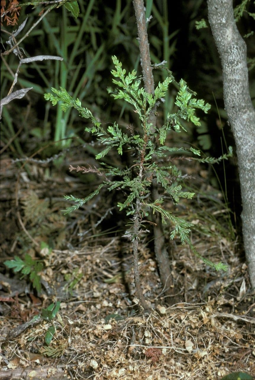 Chilean cedar 10