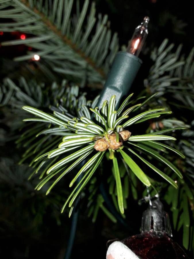 Christmastree