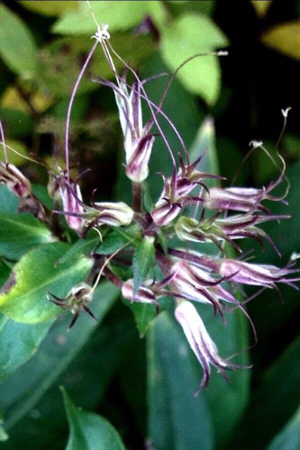 Garden phlox 3