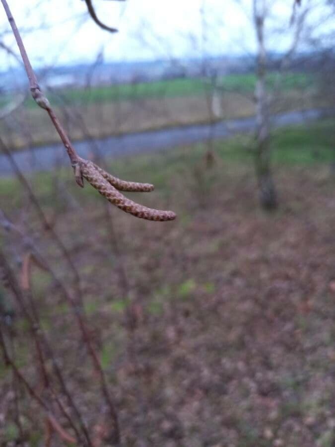 European white birch 8