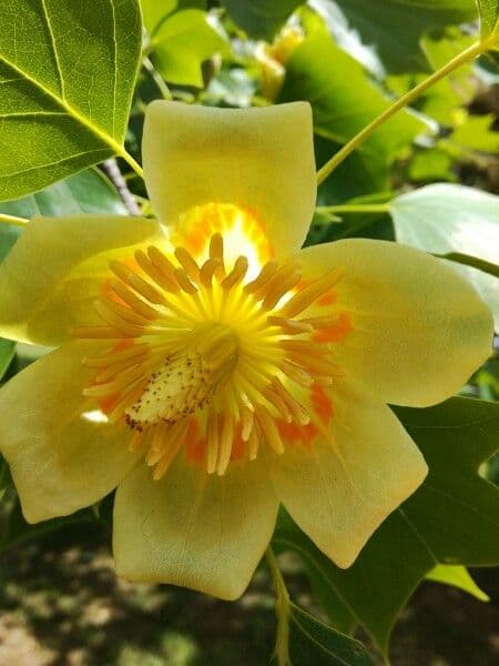 Tulip-poplar 9