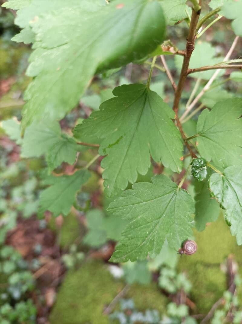 Alpine currant 19