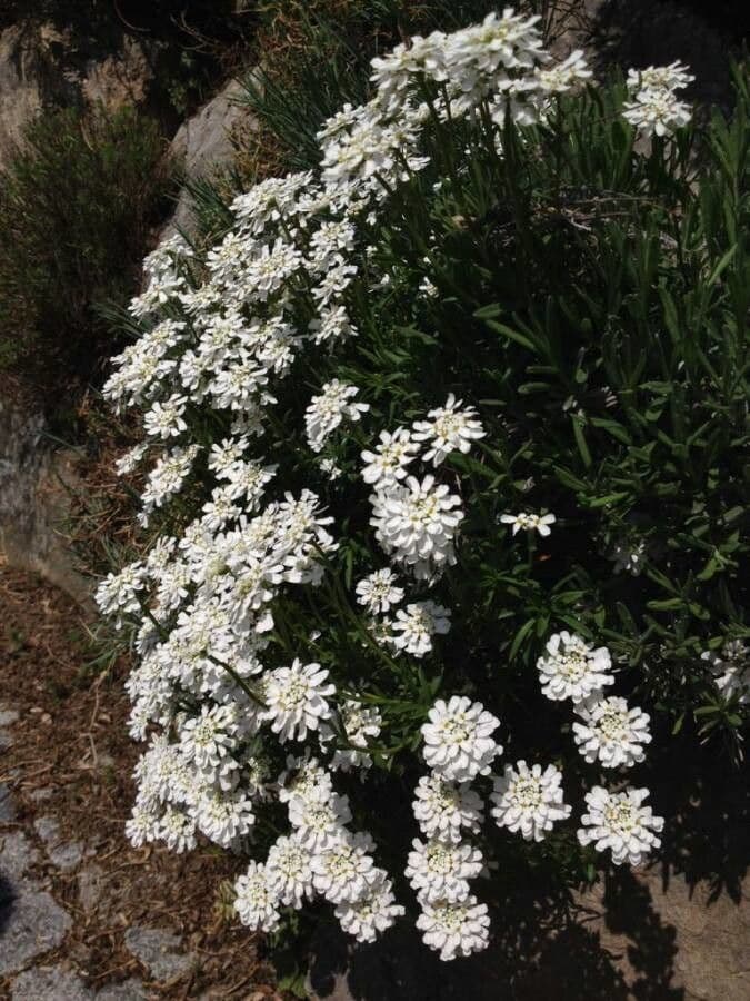 Evergreen candytuft 8