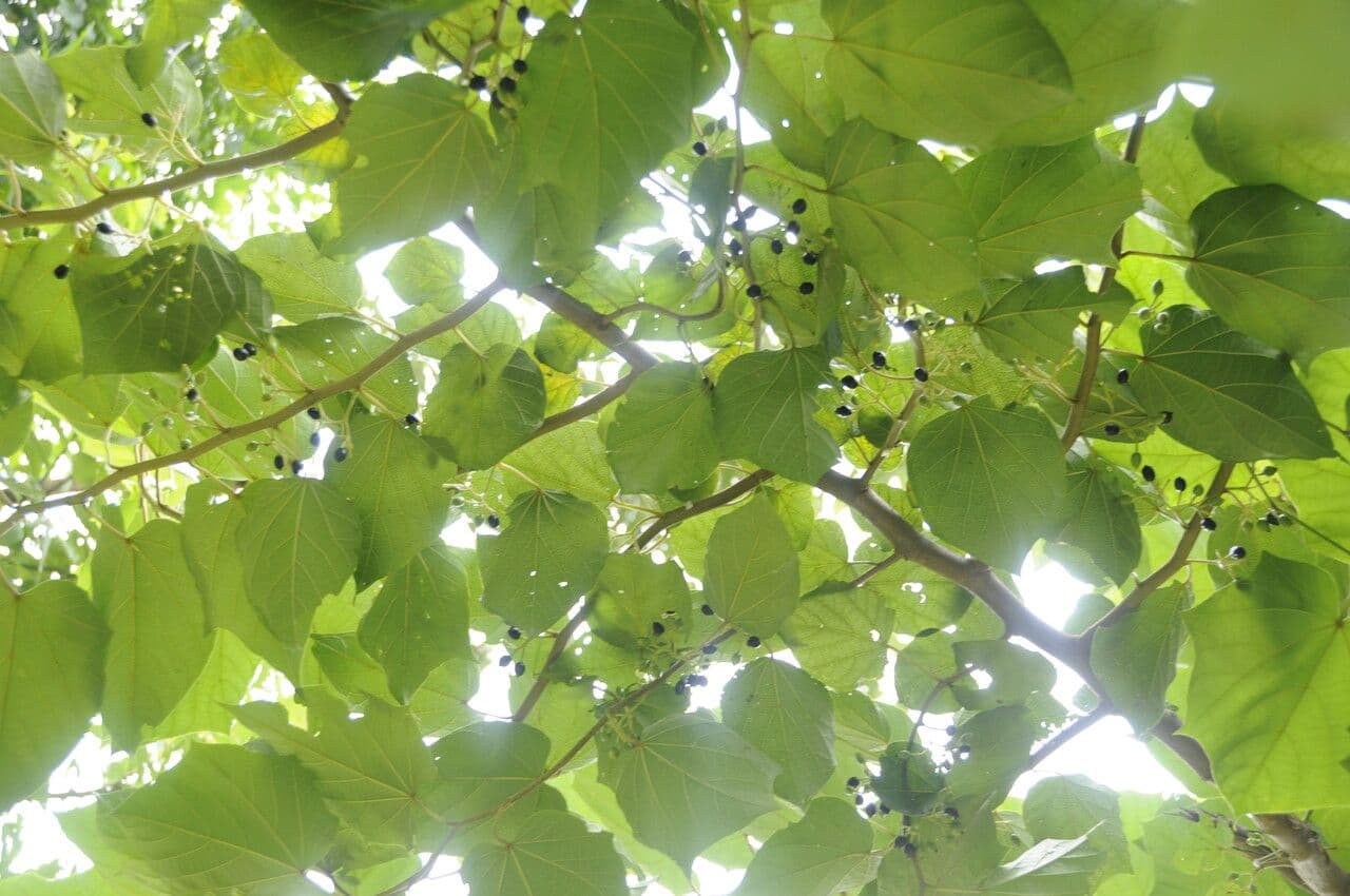 Alangium