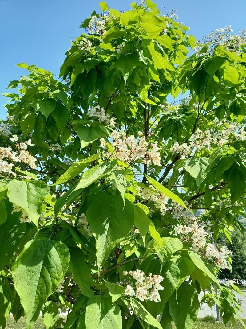Northern catalpa 8