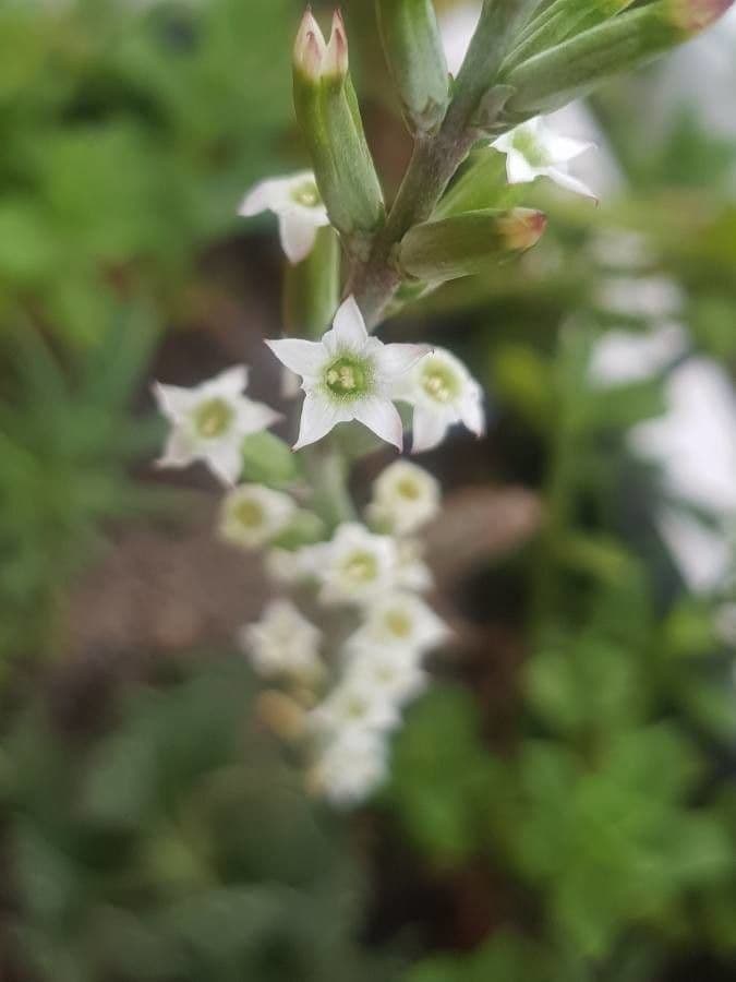 Crassula 2