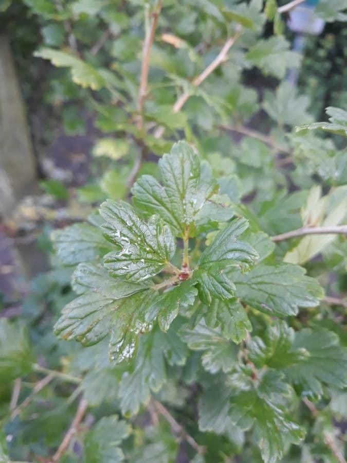 European Gooseberry 16