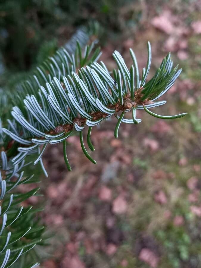 Serbian spruce 18
