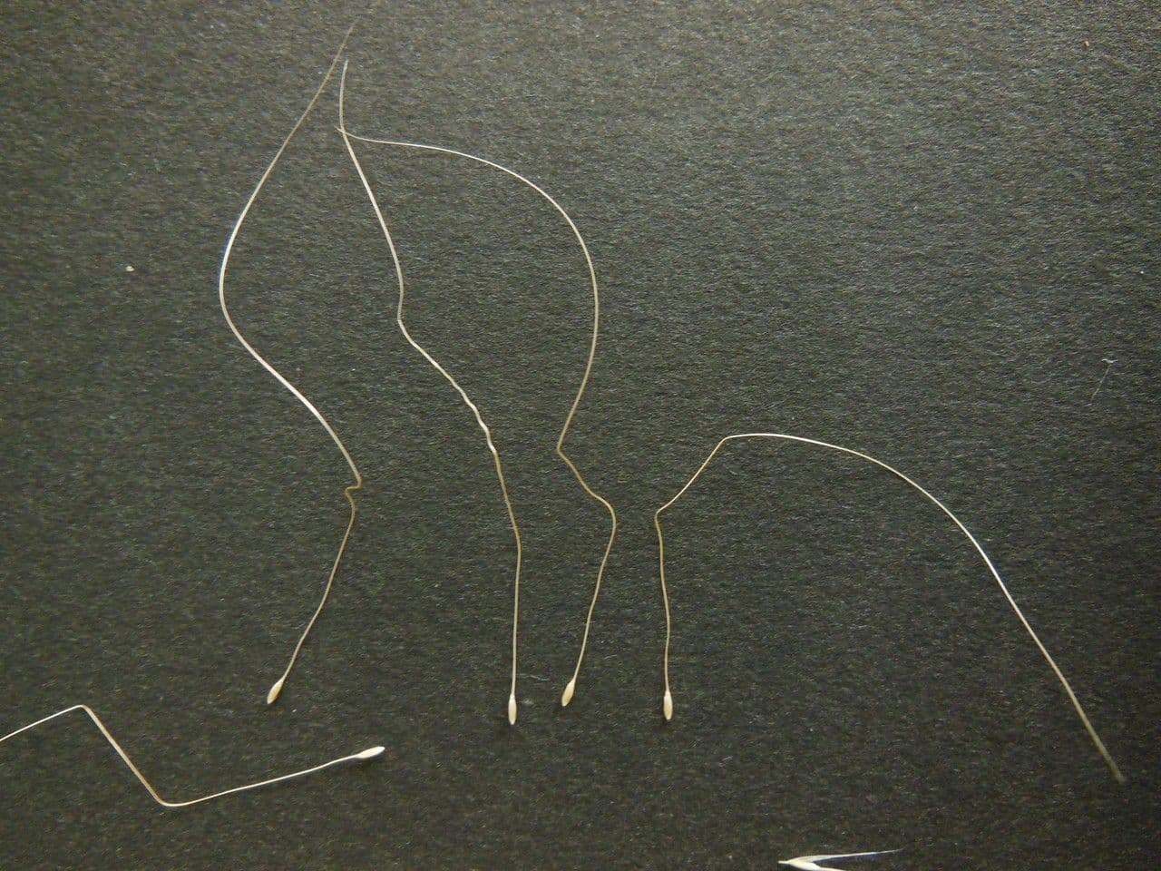 Dwarf feather grass 14