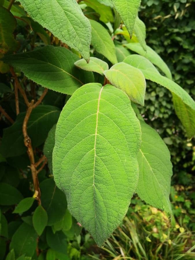 Rough-leaf hydrangea 12