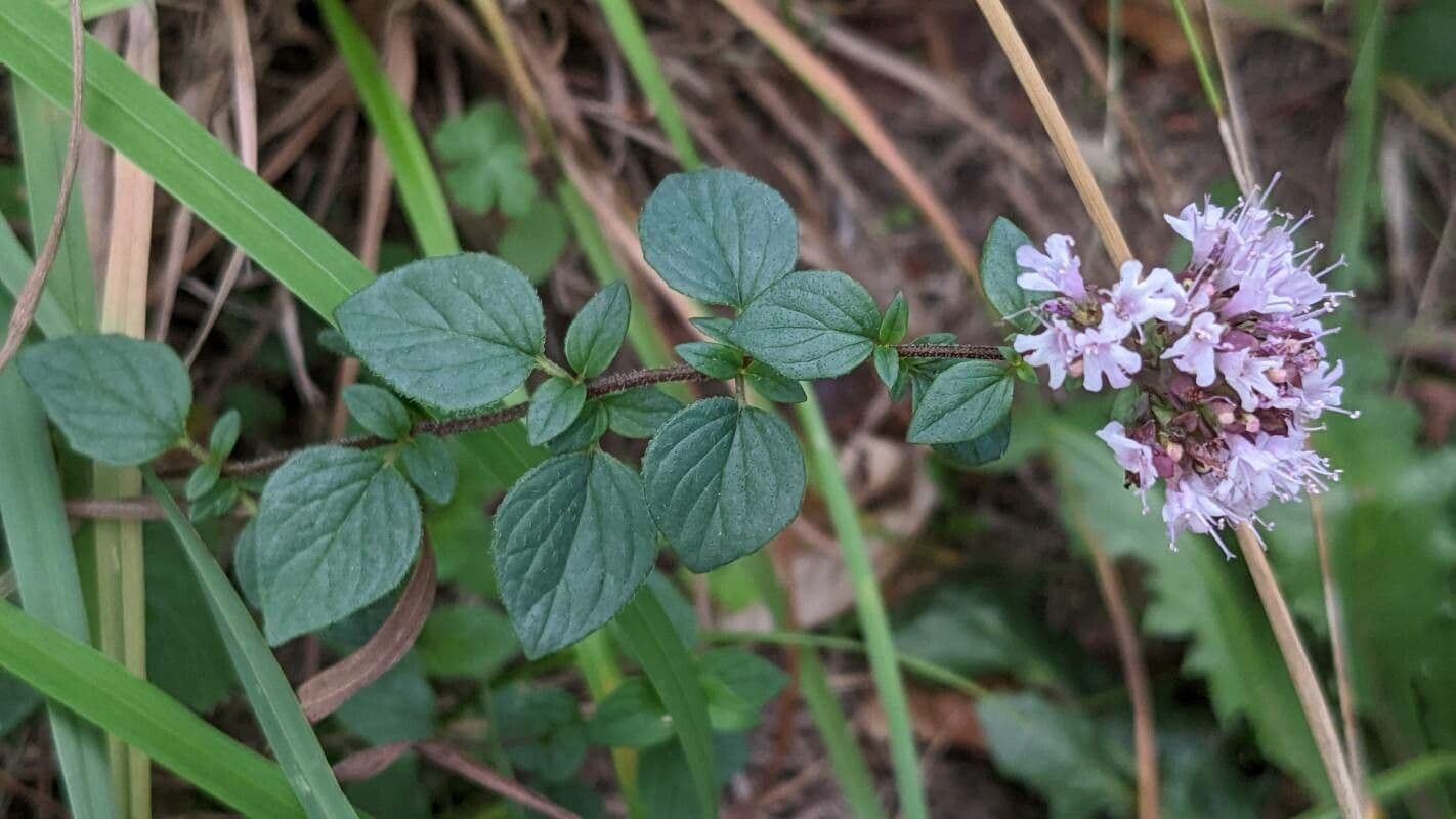 Wild marjoram 12