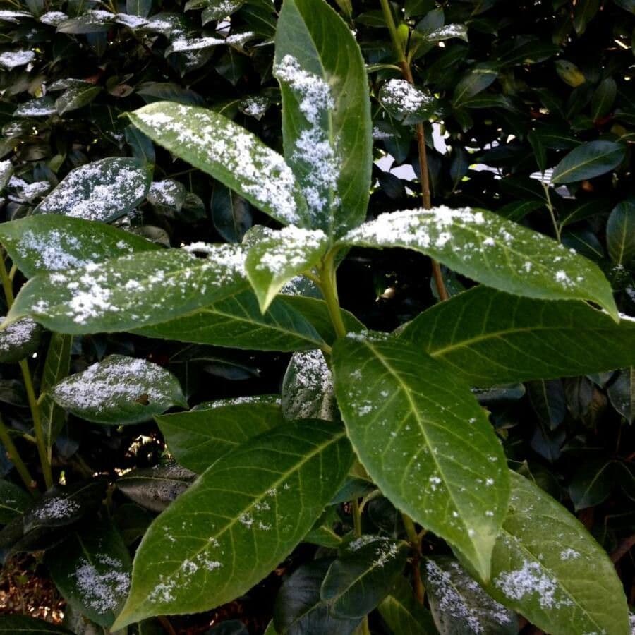 Cherry-laurel 15