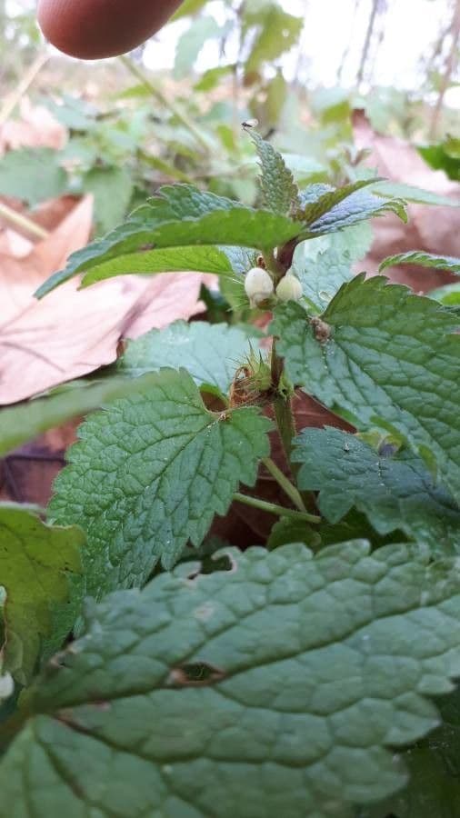 Deadnettle 15