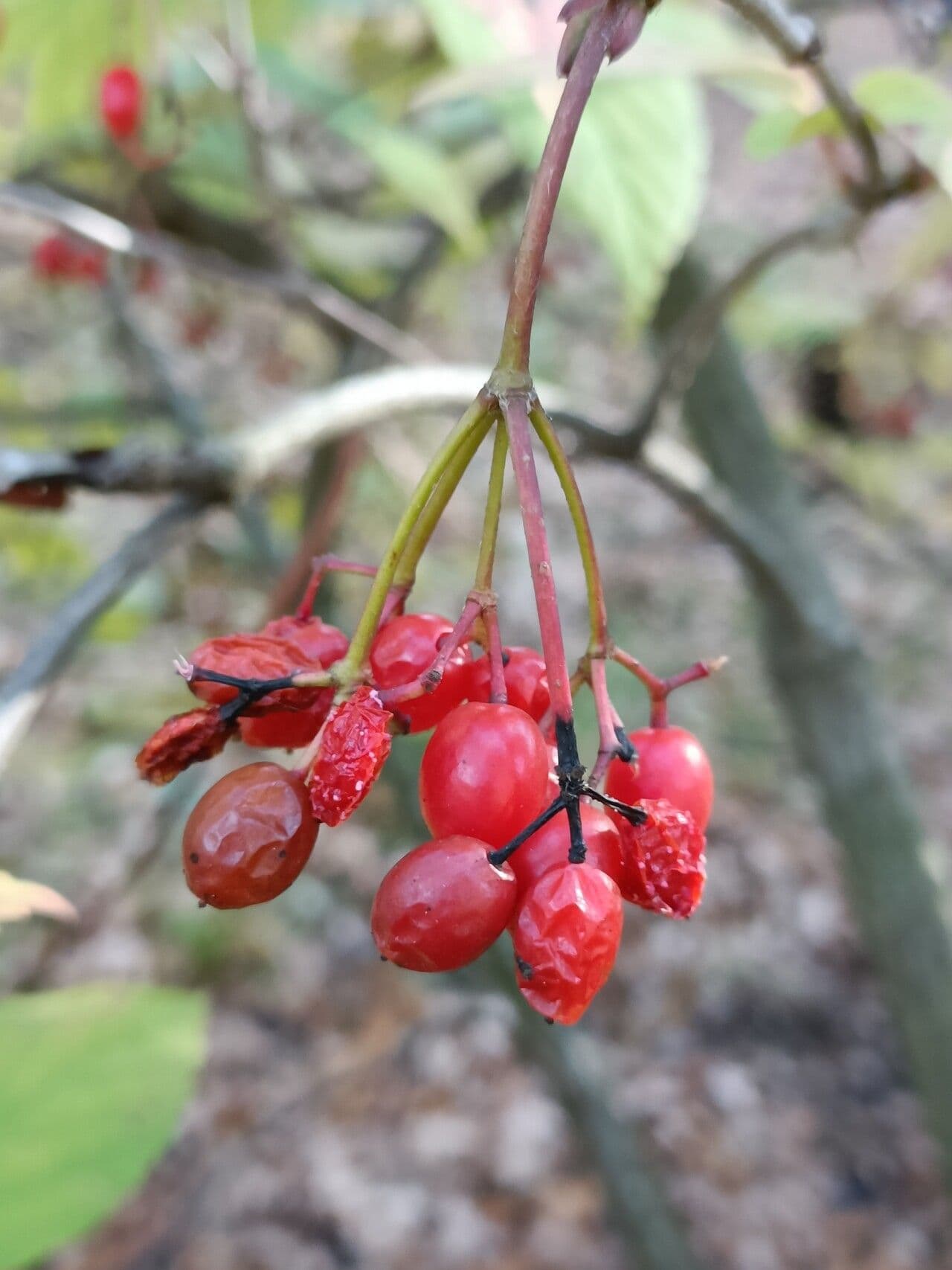 Tea-leaf viburnum 2