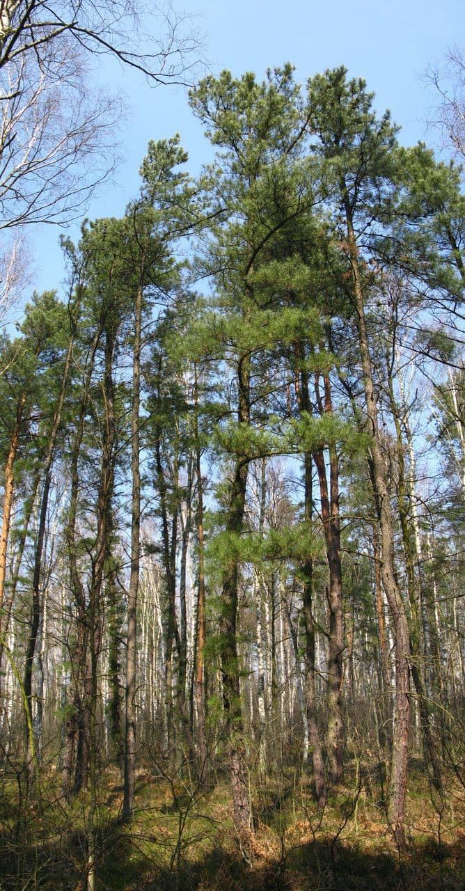 Northern pitch pine 13
