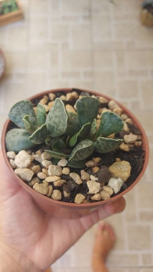 Adromischus 19