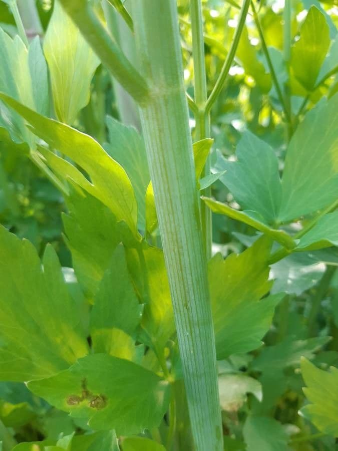 Garden lovage 21