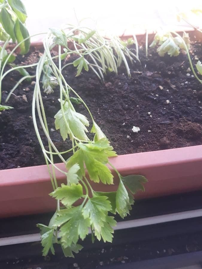 Garden parsley 11