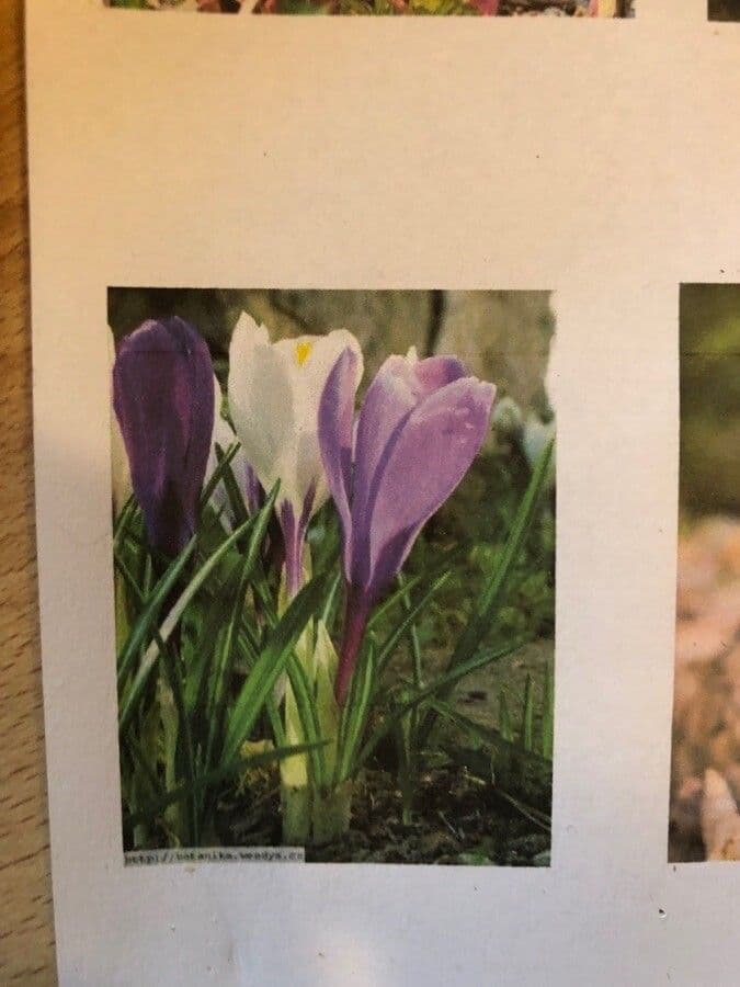 Spring crocus 27