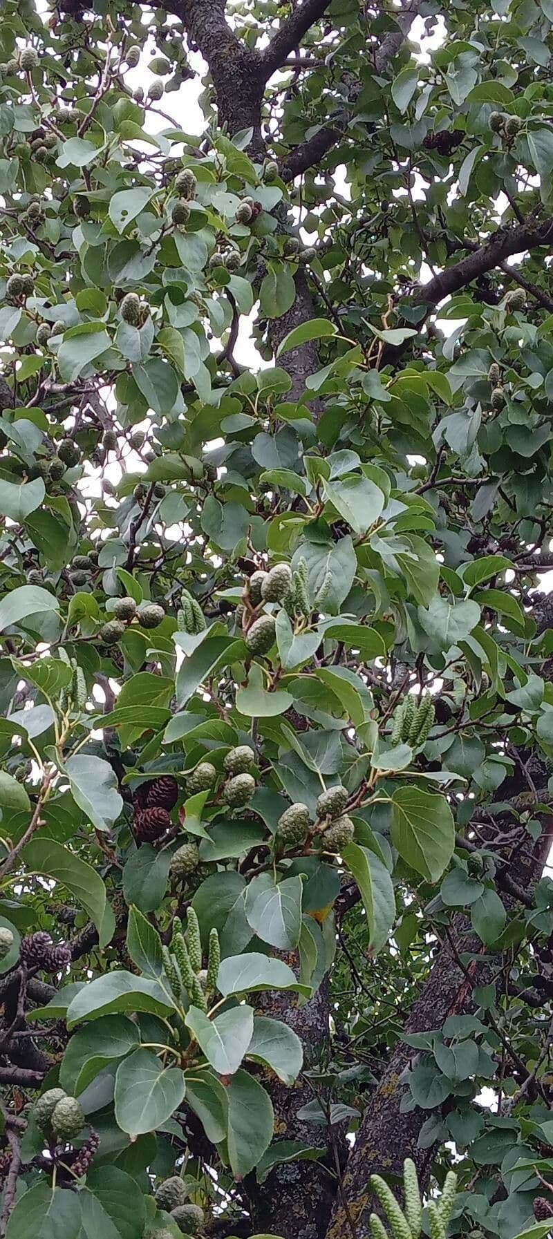 Italian alder