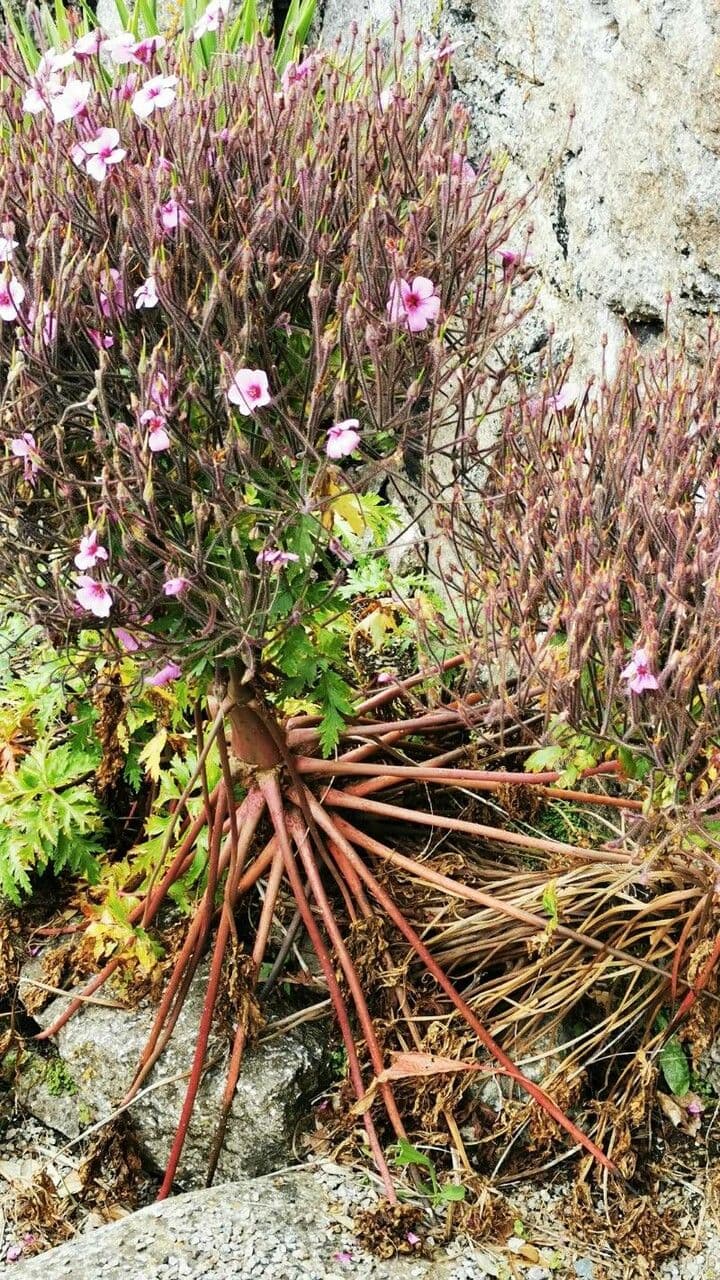 Giant herb-robert 11