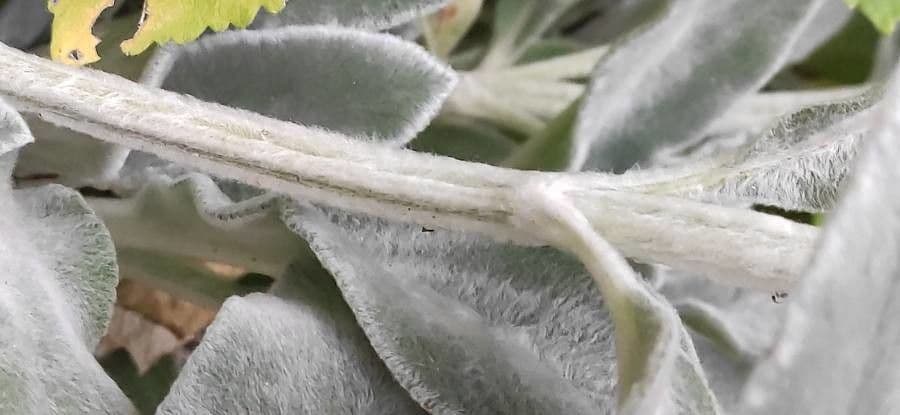 Lamb's-ear 24