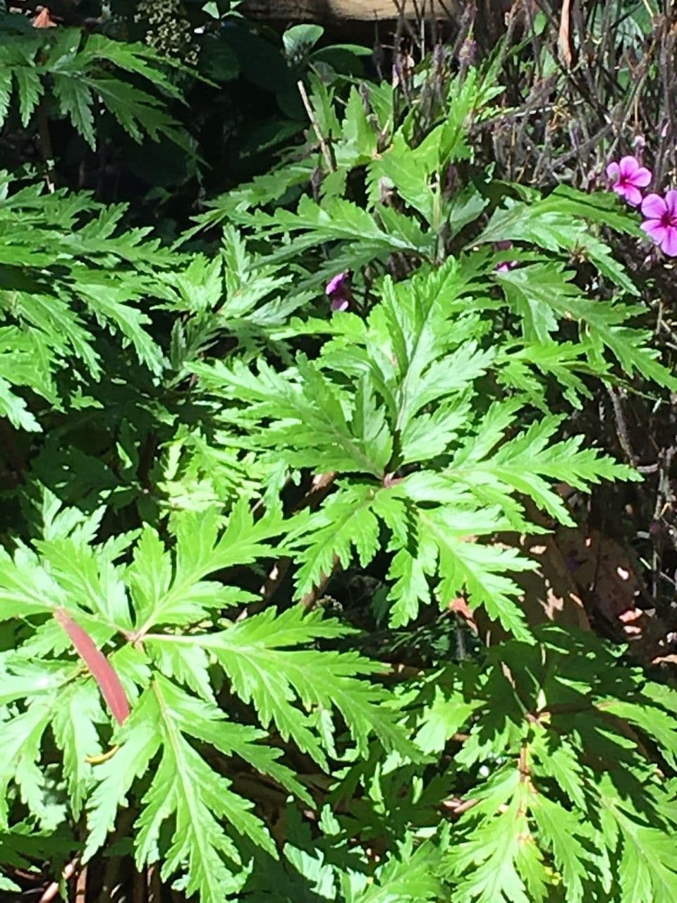 Giant herb-robert 24