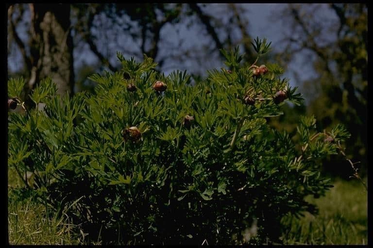 Brown's peony 8