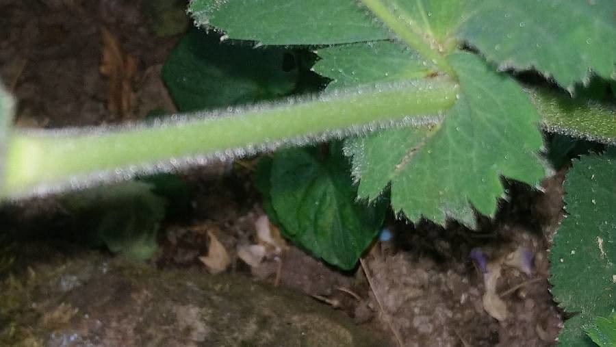 Garden lady's-mantle 21