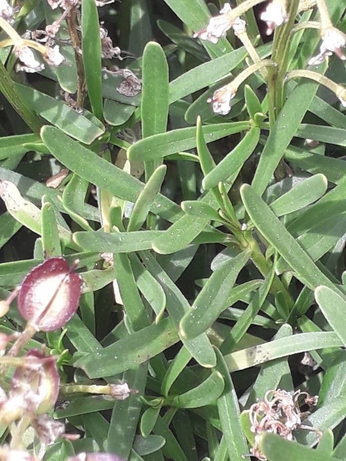 Evergreen candytuft 27