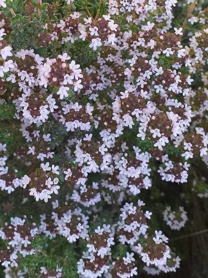 Garden thyme 9