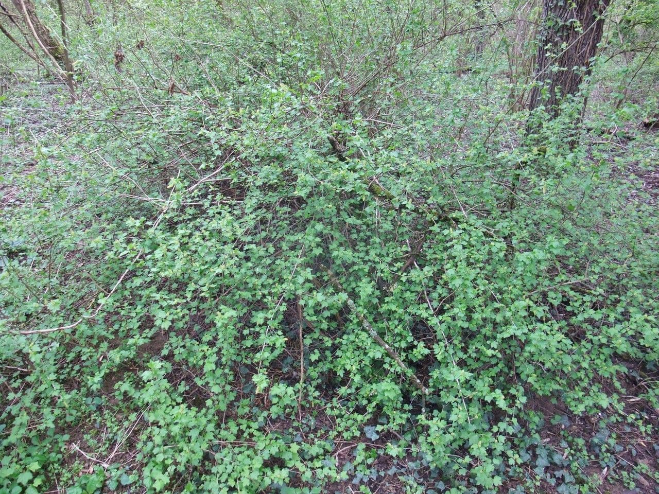Alpine currant 12