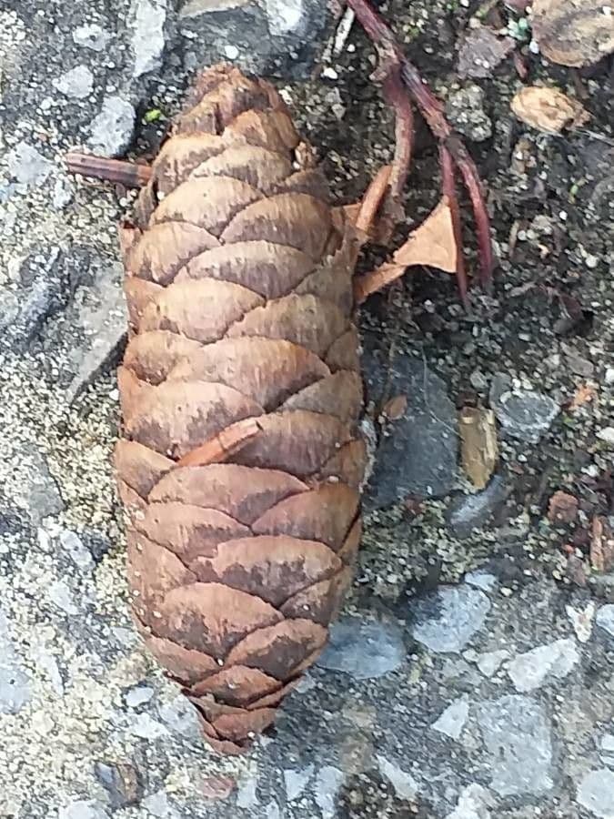 Serbian spruce 3