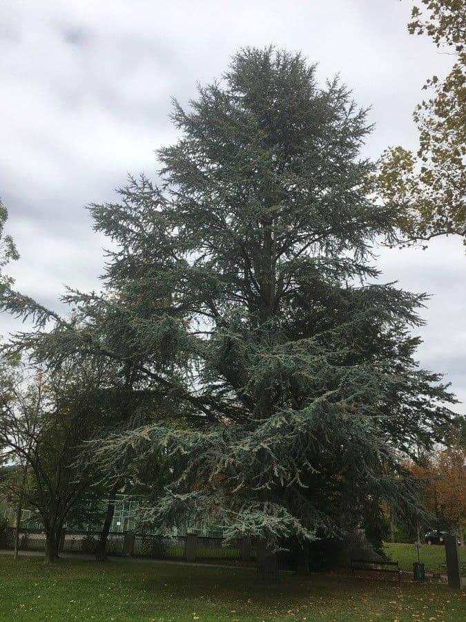 Cedar of lebanon 13