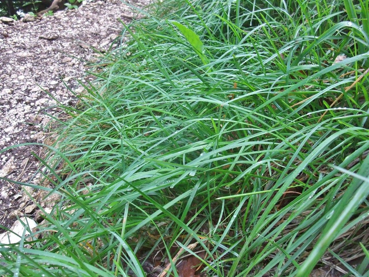 Blue moor grass 12
