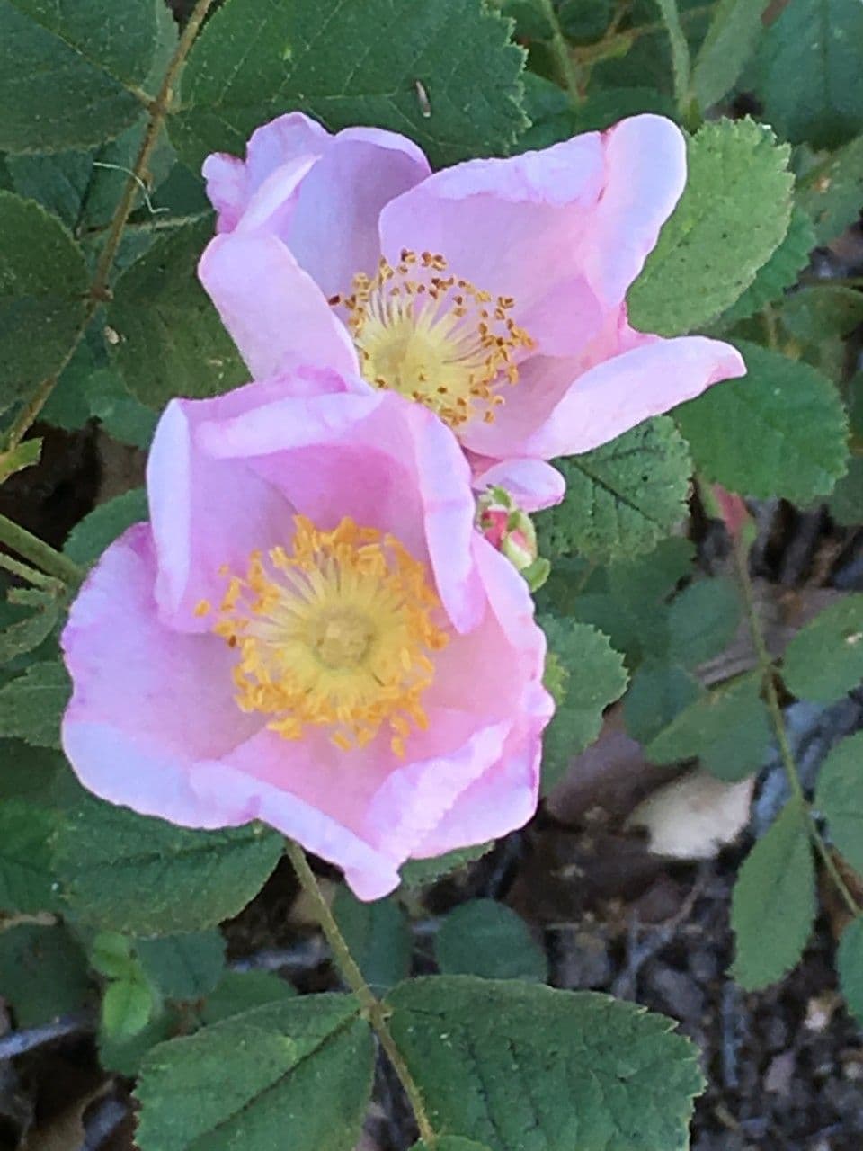 California rose